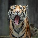 ���� ������, ����������, 36 ��� - ��������� 4 ������� 2023