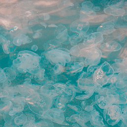 ˳�����, �����, 19 ���