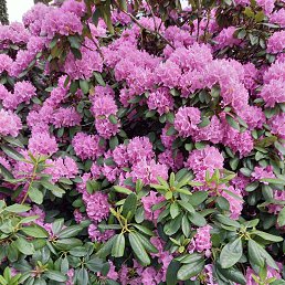 ���� ������, ���������, 46 ��� - ��������� 27 ����� 2026