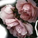 ���� Zdena, ������� - ��������� 12 ������ 2025 � ������ ������ ��������