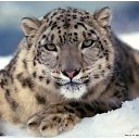 ���� ������, ������, 52 ���� - ��������� 31 ������� 2025 � ������ ���� ����������