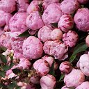 ���� ����, ����, 26 ��� - ��������� 3 ������� 2025 � ������ ���� ����������