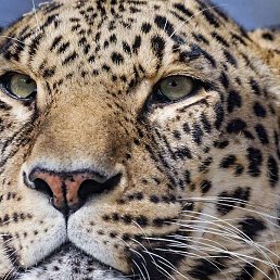 ����, ������-�������, 53 ����