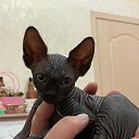���� ����, ���������, 45 ��� - ��������� 7 ��� 2026 � ������ ���� ����������