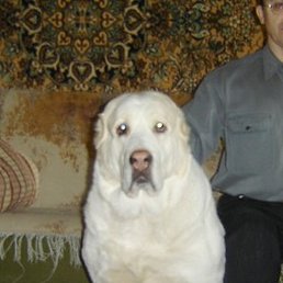 C�����, ����, 64 ����