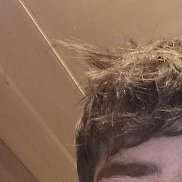 �������, 21 ���, ������