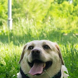 �������, ��������, 46 ���