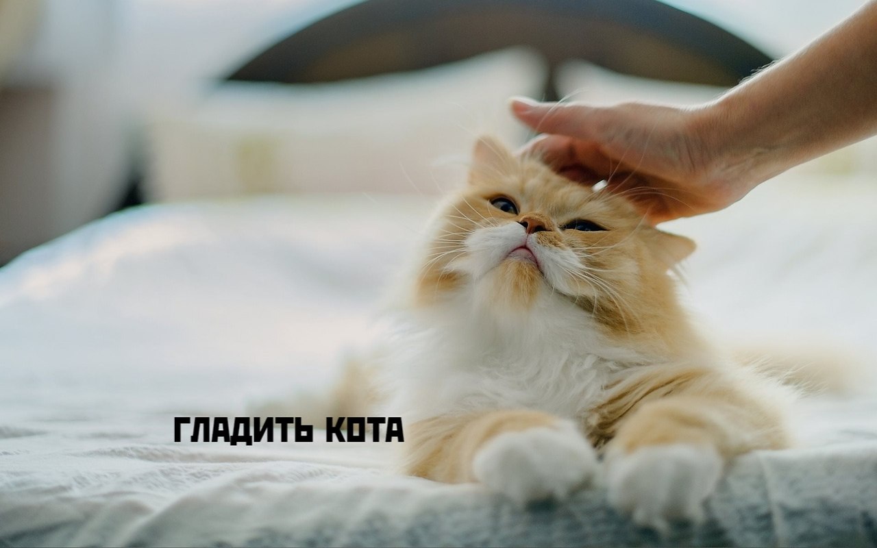 Коты-самое лучшее лекарство - 2