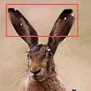 ���� �������, ������, 52 ���� - ��������� 28 ������ 2026 � ������ ���� ����������