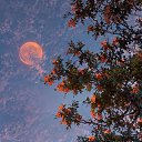 ���� Alla, ������ - ��������� 14 ���� 2025 � ������ ������ ��������