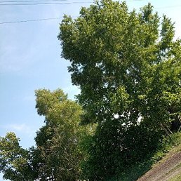 �����, �����������, 40 ���