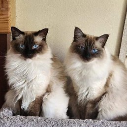 ���� ��������, ���������, 39 ��� - ��������� 15 ������� 2025