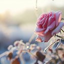 ���� �������, ������, 53 ���� - ��������� 25 ����� 2024 � ������ ���� ����������