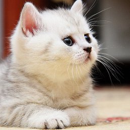 ������, ����, 62 ����