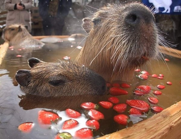  :   ,        ... - 5