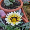 ���� ������, ��������, 53 ���� - ��������� 2 ������� 2025