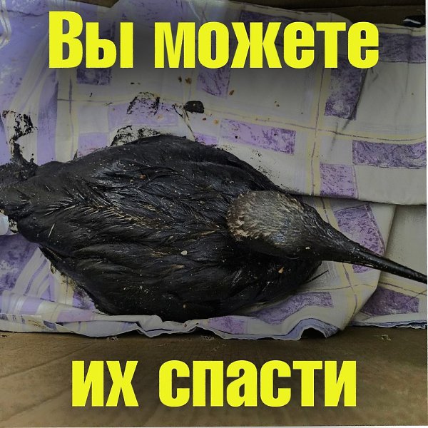 Помогите спасти жизни тысячам птиц Анапы, потратив всего 5 минут! Наверное, все уже слышали про ...