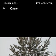 ����, 41 ���, ���������� �����