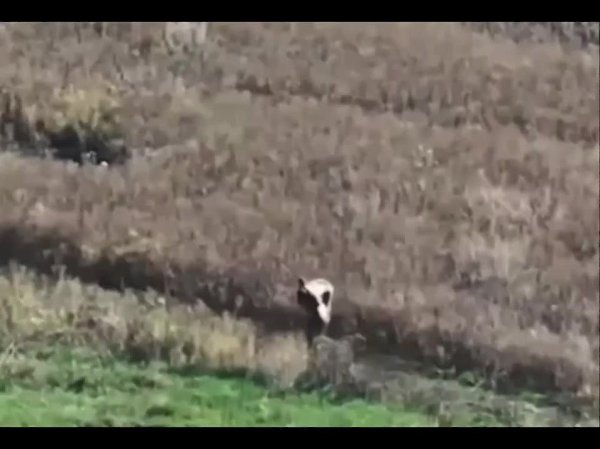 В ДНР боец нёс раненого товарища 2,5 километра под огнём и получил представление к ордену ...