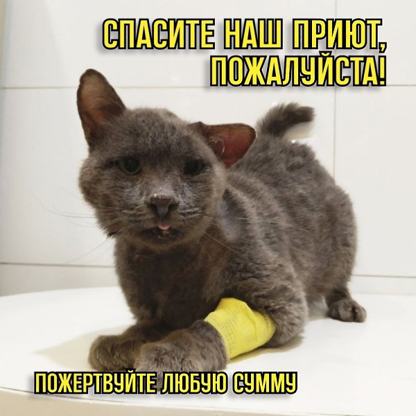 Конец года не радует. Мы утонули в долгах. Помогите! Недавно с вашей помощью удалось закупить корм ...