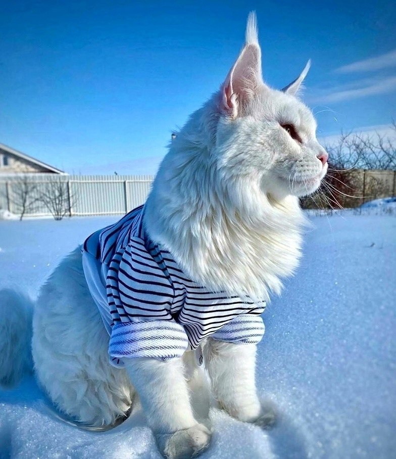     -  ,     , ...