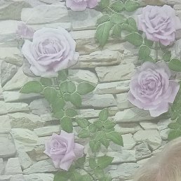 �������, �������, 36 ���