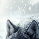 ���� �����, ���������, 41 ��� - ��������� 13 ����� 2025 � ������ ���� ����������