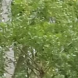 �������, ��������, 52 ����