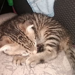 �����, �����-���������, 36 ���