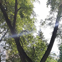 �������, �����, 62 ����