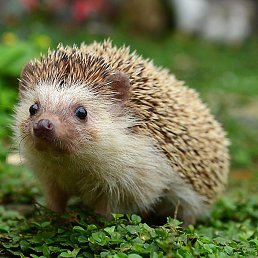 B, ������, 51 ���