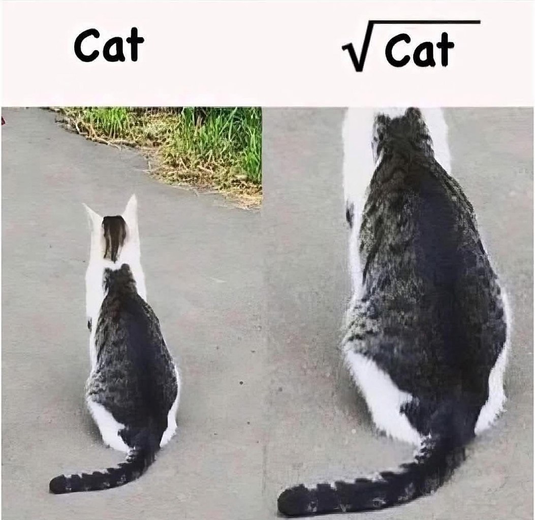 Cat   2