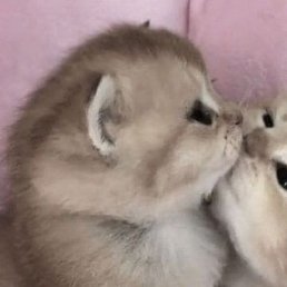 ���������, �����������, 22 ����