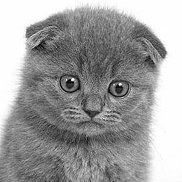 �������, 19 ���, �����������