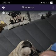 �������, 43 ����, ������