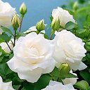 ���� �������, ������������, 69 ��� - ��������� 13 ���� 2024