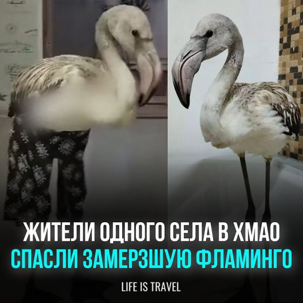Фламинго не справилась с перелетом и отбилась от своей стаи. Добродушные сельчане искупали птичку ...