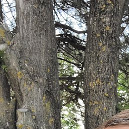 ���������, ���������, 38 ���