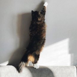 �������, �����-���������, 20 ���