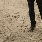 �����, 40 ���, �����-���������