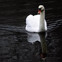 ���� Vidas, ��������, 64 ���� - ��������� 17 ������ 2025 � ������ ������ ��������