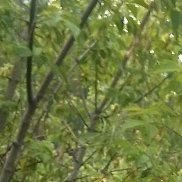 ���������, 24 ����, ������