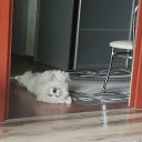 ���� �����, ����, 66 ��� - ��������� 29 ������ 2025 � ������ ������ ��������