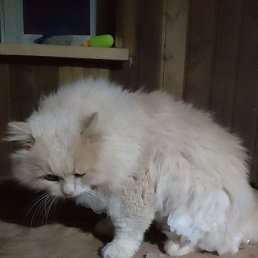 ������, ������, 49 ���