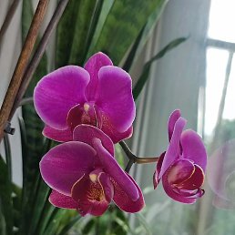 ���, ������ ��������