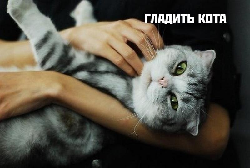 Коты-самое лучшее лекарство - 6