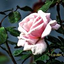 ���� ������, ��������� - ��������� 17 ������� 2025 � ������ ������ �� �����