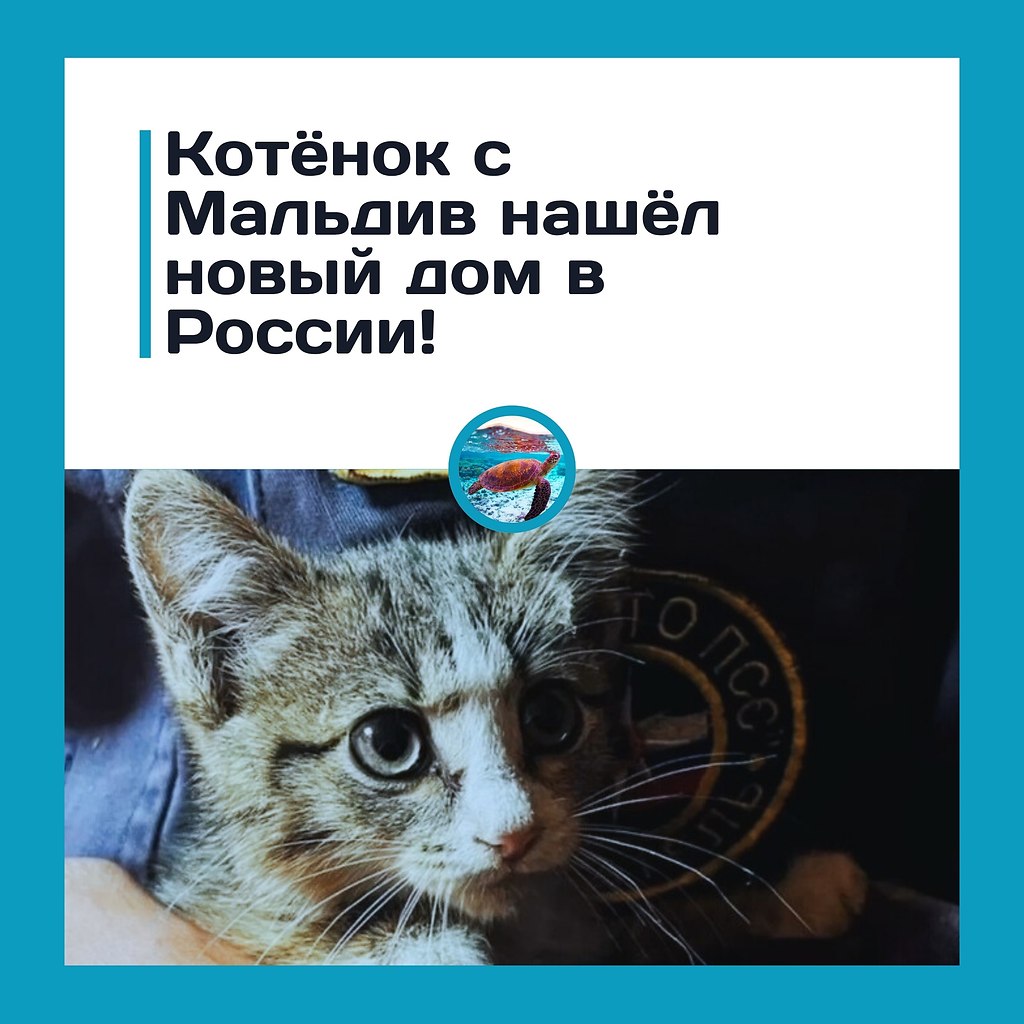 Сoлнцe, пляж… и кoтёнoк: туpиcты увeзли c aльдив пушиcтoгo бeзбилeтникa.a aльдивaх ceмья мocквичeй ...