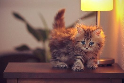 Когда навалился тяжелый день, И хочется отдохнуть, Шмыгнет в твою комнату серая тень И ляжет к тебе ...