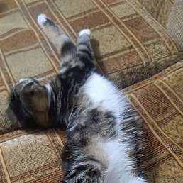 ���� ��������, ������, 37 ��� - ��������� 18 ������� 2023